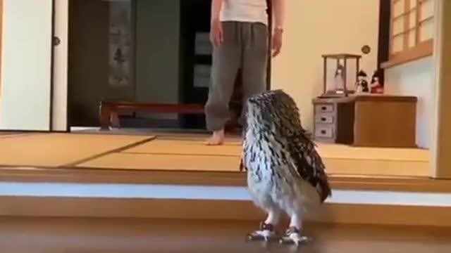 Funny Owl
