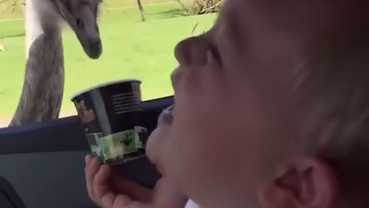 Funniest ostrich feeding