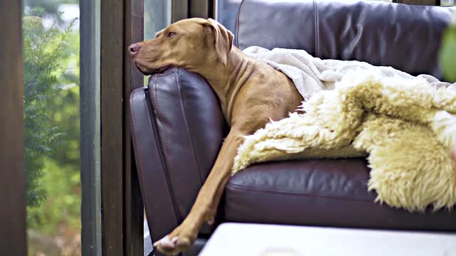 A dog relaxing on a couch looking out the window