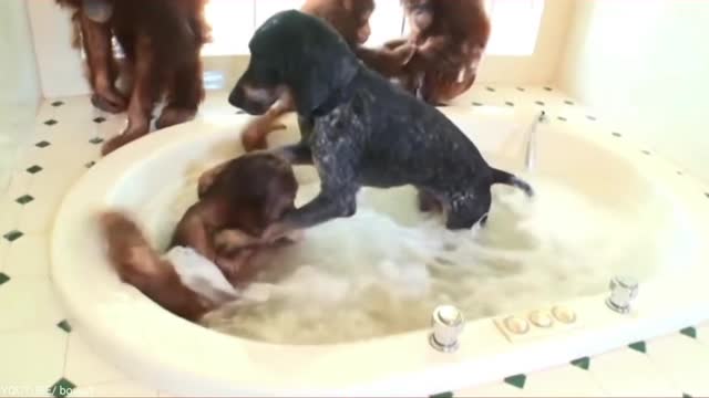 Friendship between an orangutan and a dog , very cute