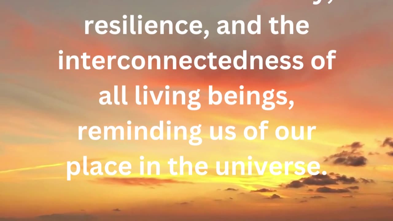 Wisdom and Reflection