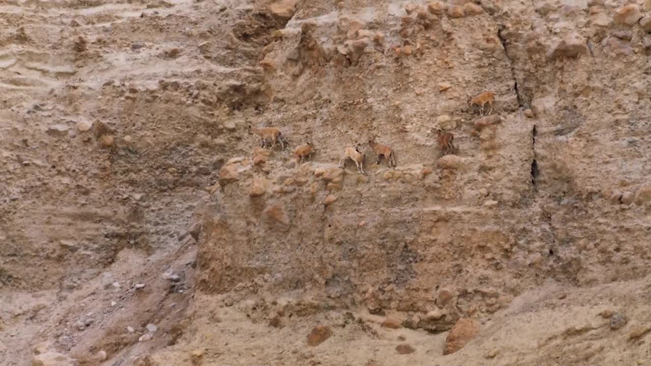 Baby ibex descends mountains to escape a fox