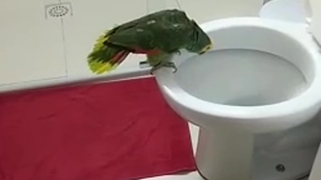 Professional Singer: Perfect Use of Acoustics 🤣