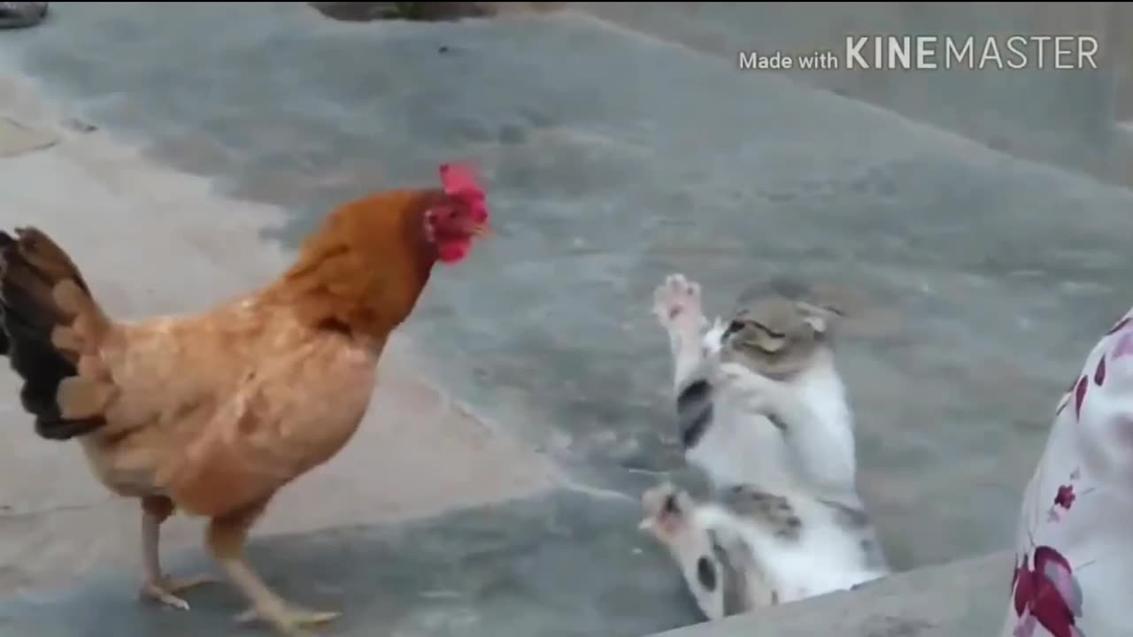 Fun video of a fight between a rooster and a cat