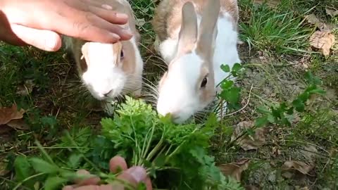 cute rabbit | cute animals video compilation | baby bunny-20