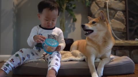 Funny Dog - How Baby Wakes up Dog 🐶🐕