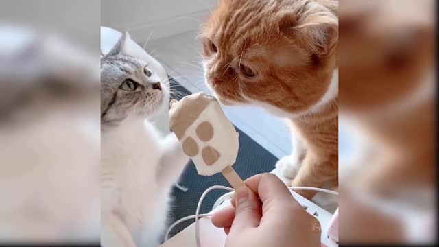 FUNNY PET VIDEOS