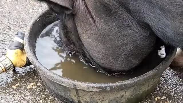 good#soup#pig