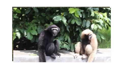 Cute Gibbons Playing & Climbing