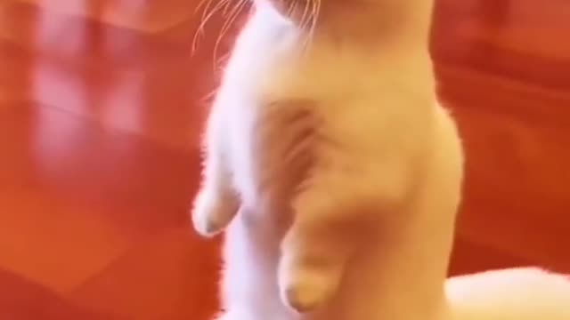 Very smart cat