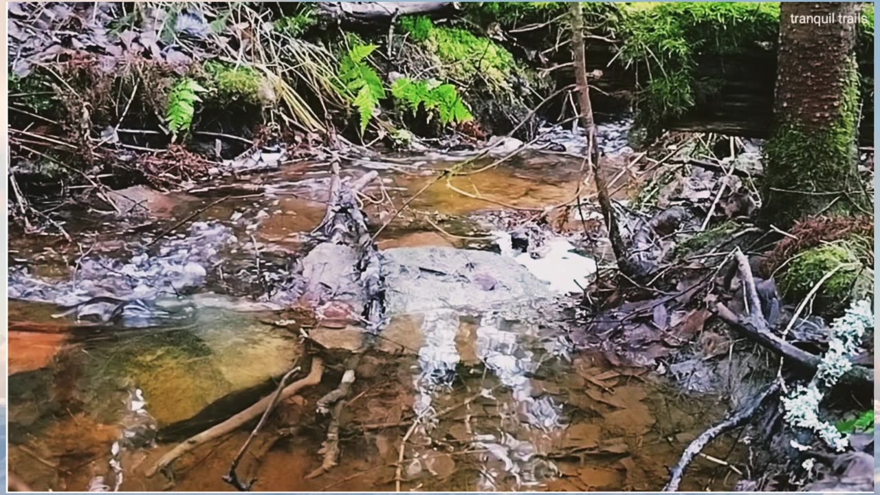 ASMR peaceful brook. ...宁静的小溪 Asmr