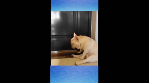 Cute Dog Sleeping Funny Cat Voice Video