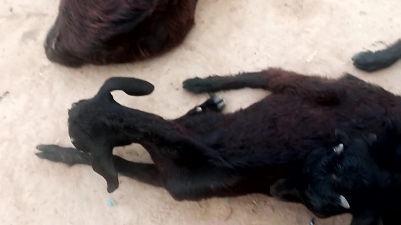 Goat is sleeping 😴😴😴#short video #goatvideo