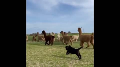 Dog use his Bluff skill