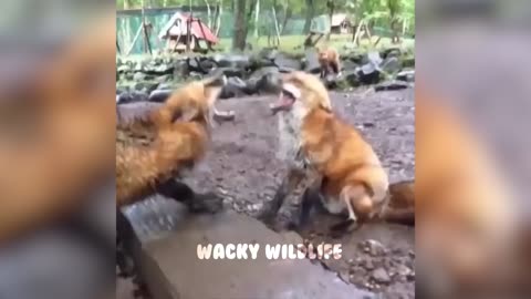 Funny Animal Videos | Cute Animal Videos | Funny Dogs, Cats & More |