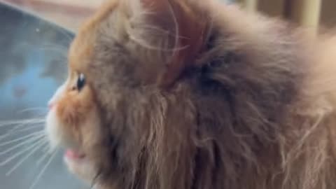 Cute and funny cat video.