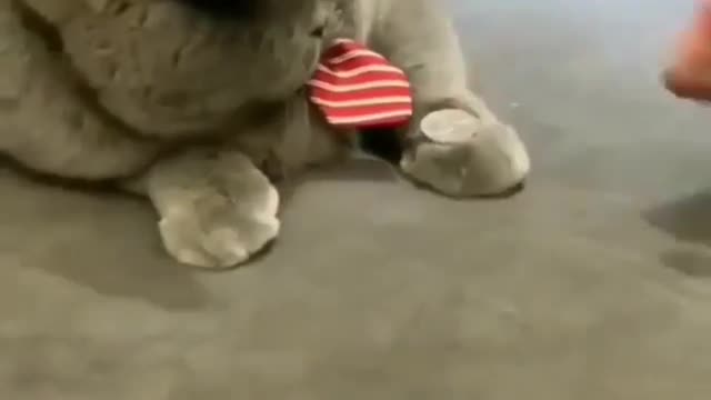 My cat just learned some tricks😎
