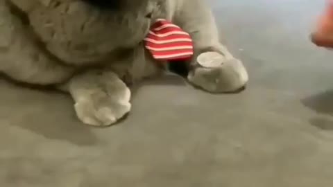 My cat just learned some tricks😎