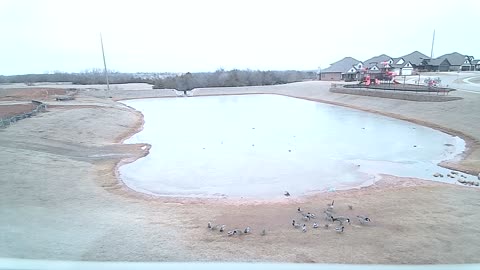 The Pond