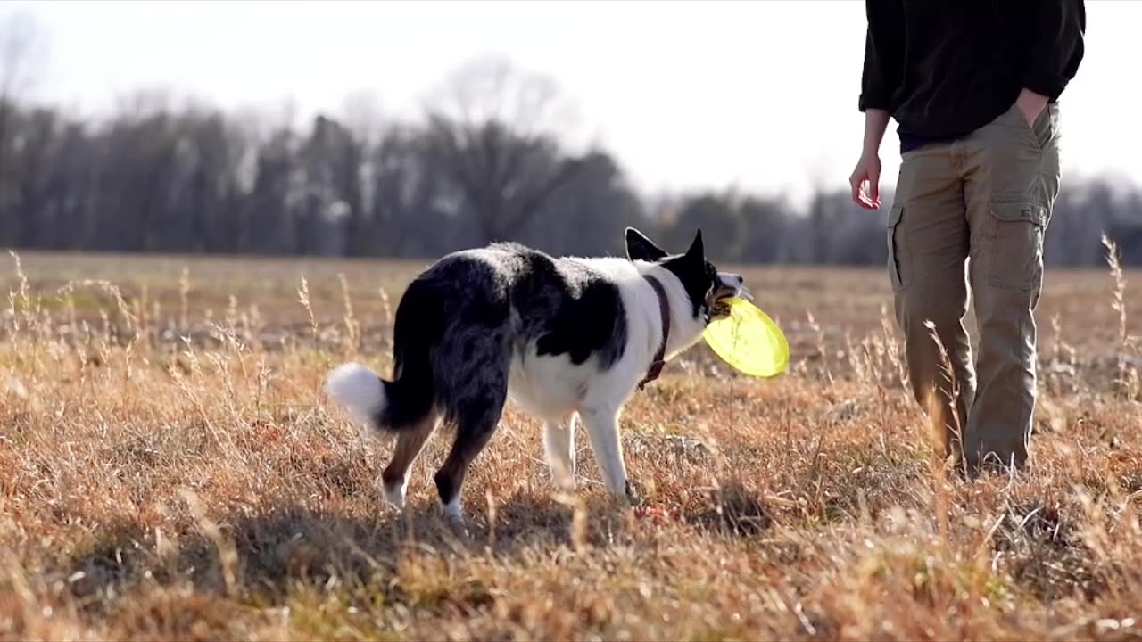 Cute Dog Play with Cute Boys