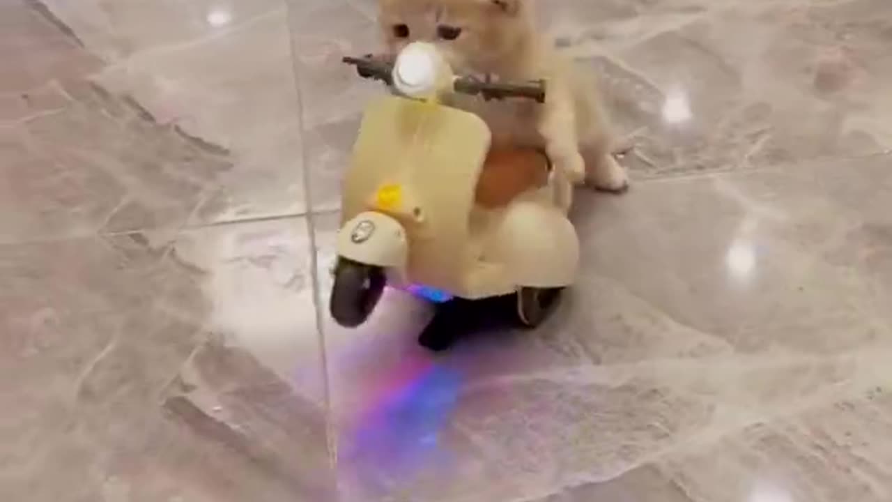 Cat interested video