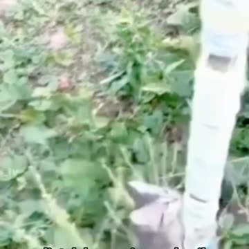 Brave Baby Cat catches Big Mouse