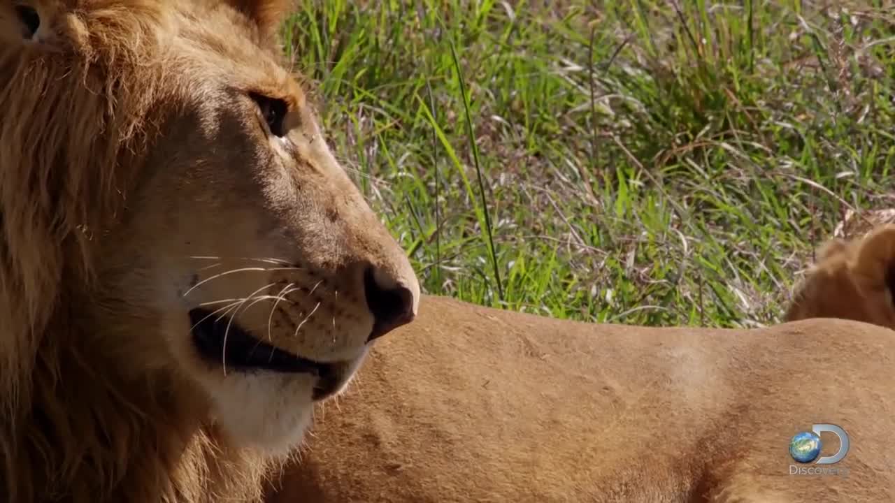 Adorable Lion Cubs Frolic as their Parents Look Onlovely