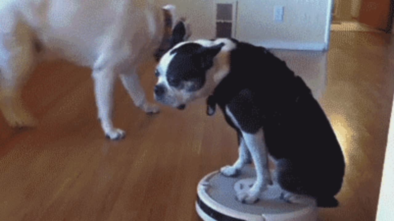 Three dogs and a dog on the vacuum.