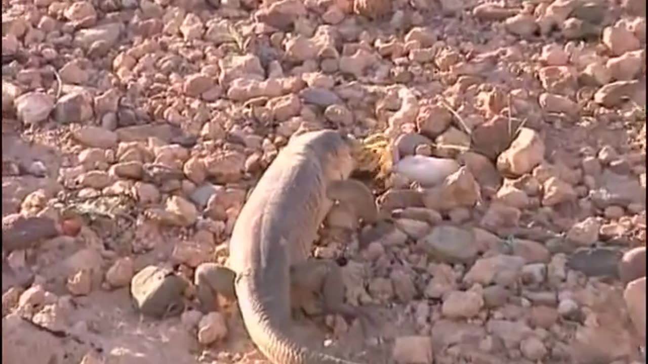 Desert Animals: The Little Desert Creatures