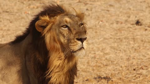 FREE NO COPYRIGHT 4K HD VIDEO OF LION STANDING ON THE FIELD