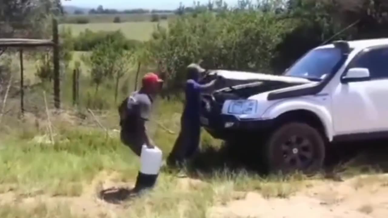 Prank with animals