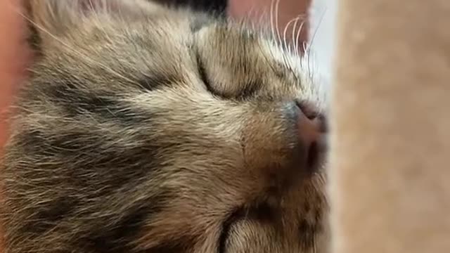 I like it too much when it's asleep to mess with it