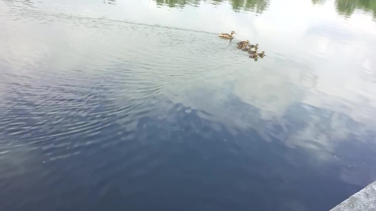 Mother Nine Ducklings