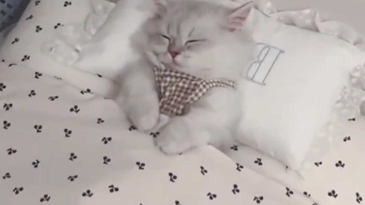 CAT SLEEP