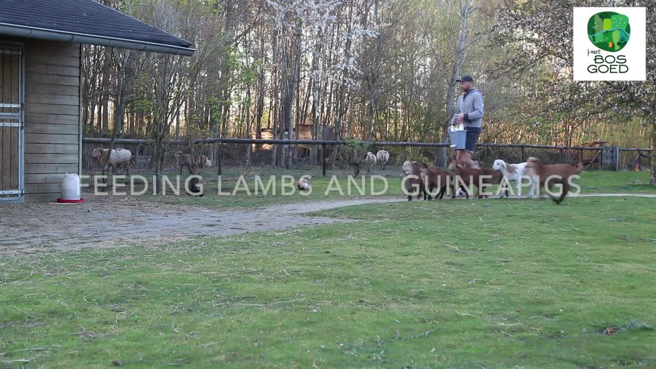 Feeding guinea pigs and the lambs