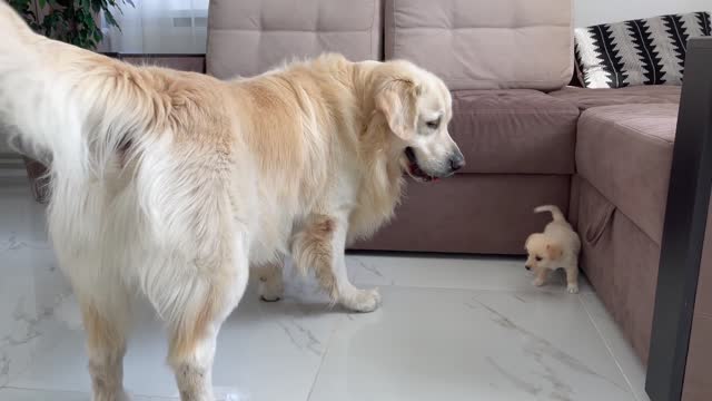 Golden Retriever Meets a Puppy like himself