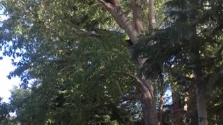 Mama Bear and Cubs Climb Tree in Shopping Venue