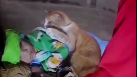 Que es la mejor mascota niñera ❤ ️