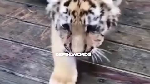 Tiger vs lion 👿
