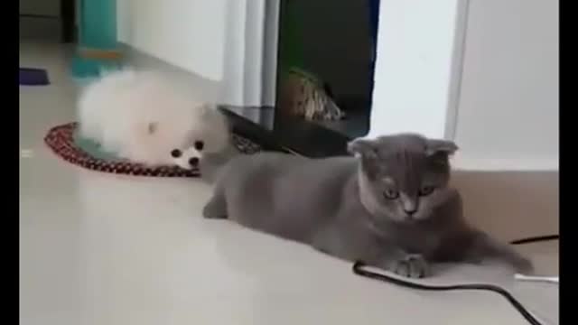 Dog vs cat fight