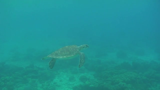 Underwater animal world # Turtle # Painted turtle # Secret underwater world #