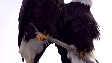 ~OUR BEAUTIFUL BALD EAGLES ~