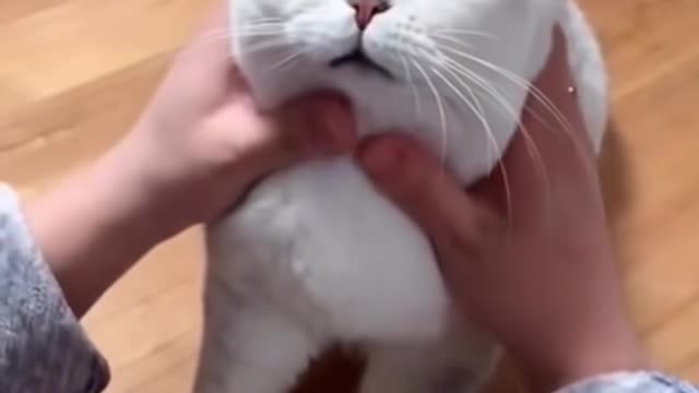 Most Satisfying Funny Cat Video😆😗