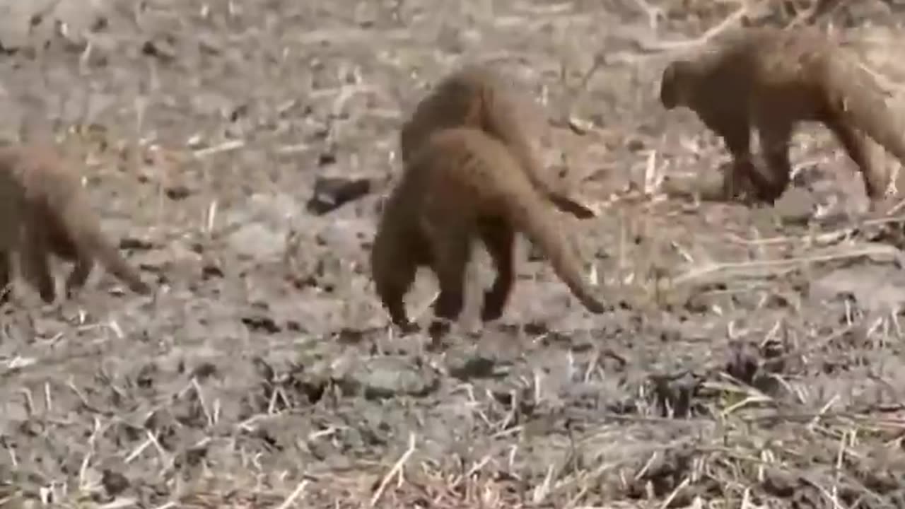 🦅🔥EAGLE vs MONGOOSE.._ #shorts #wildlife #animals