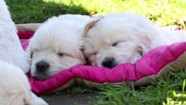 two beautiful golden retriever puppy sleeping on nature