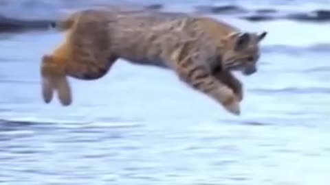 😲😲 EPIC LYNX JUMP 😲😲 Must watch lynx leap in slowmo