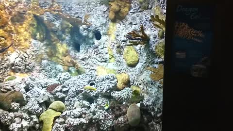 Aquarium At The Henry Doorly Zoo