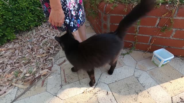 Black cat meowing loudly and turning around me