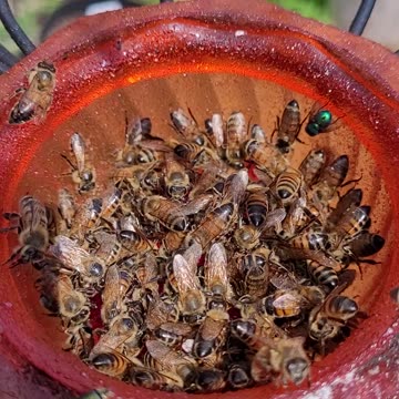 A Swarm of Bees Took Over My Oriole Jelly Feeder