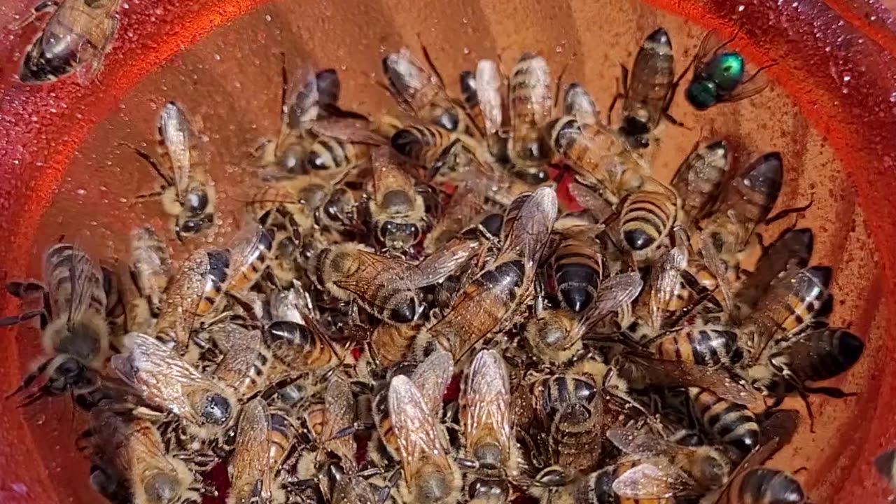 A Swarm of Bees Took Over My Oriole Jelly Feeder